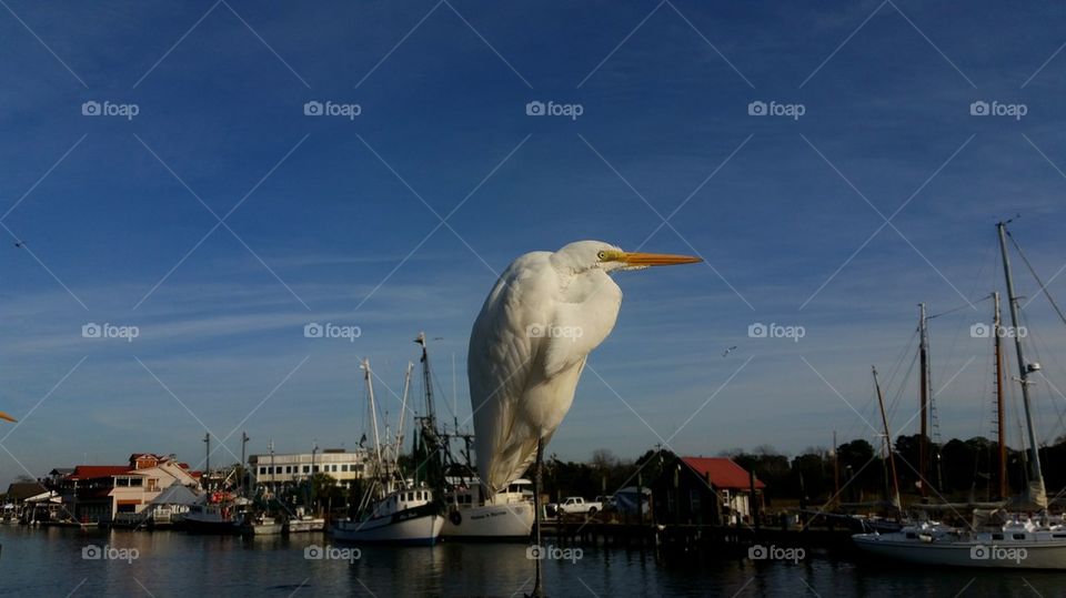 Shem creek egret
