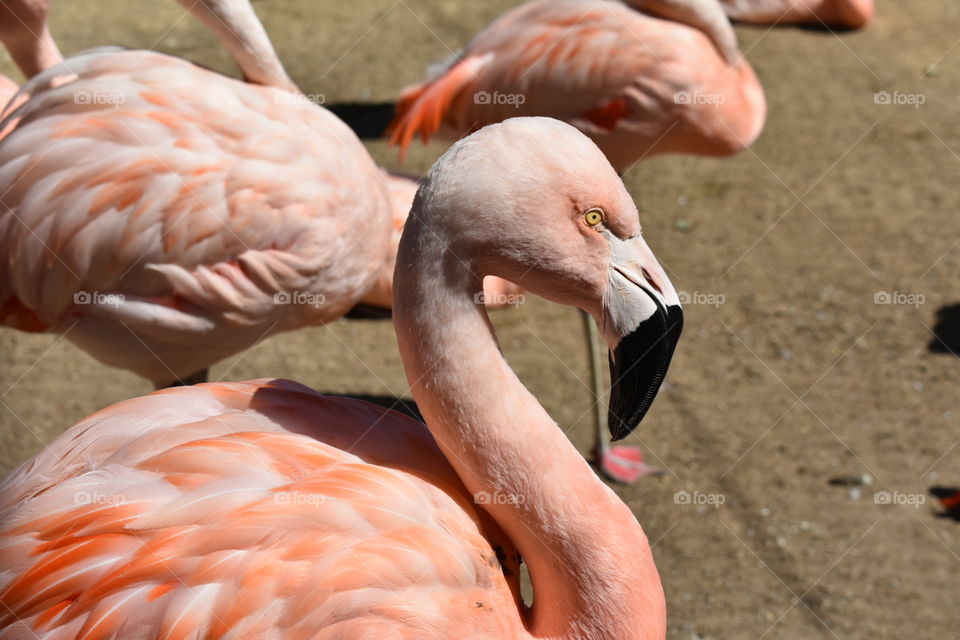 A groovy flamingo.