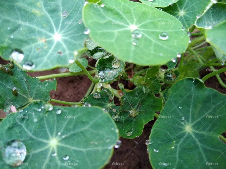 raindrops on the leaf #3