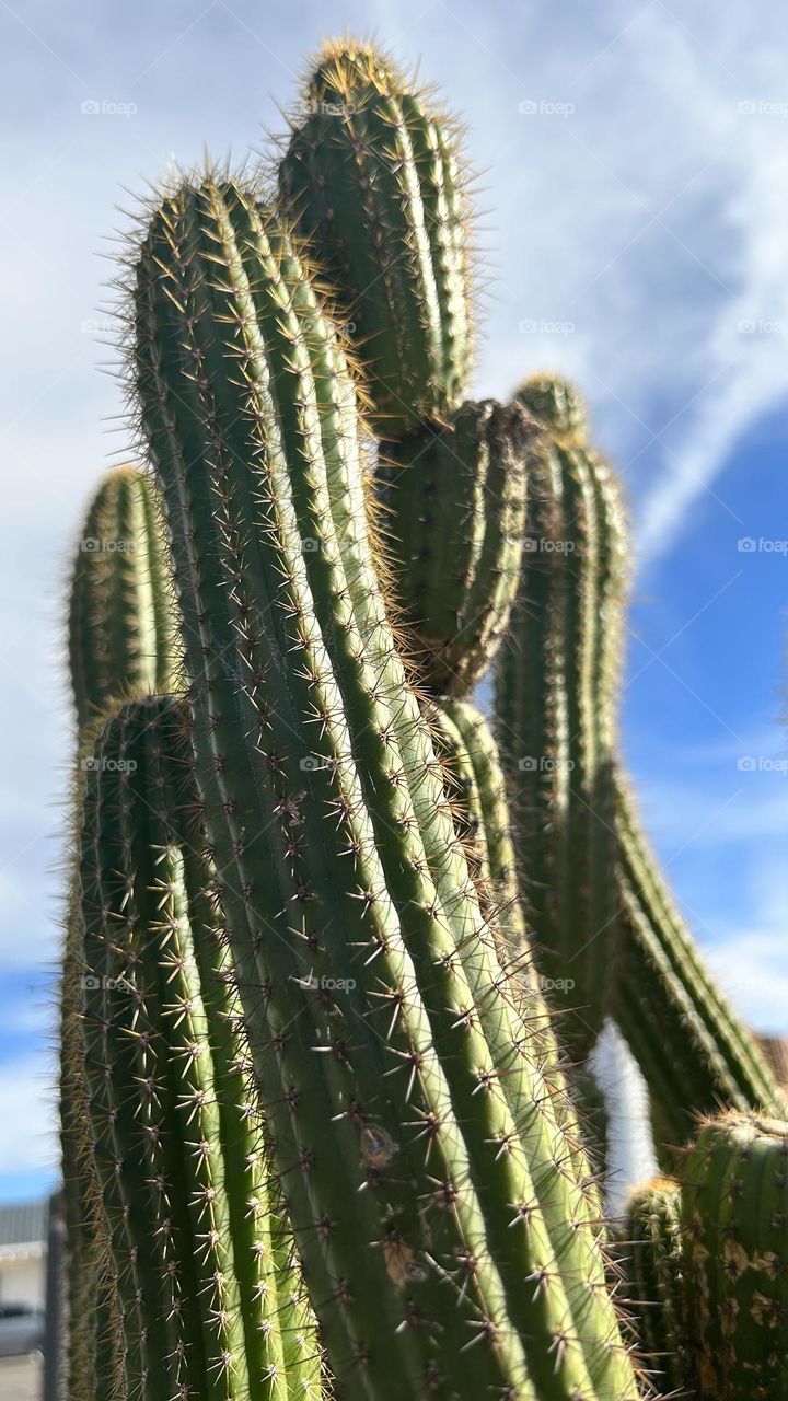 Cactus with sunlight shining 