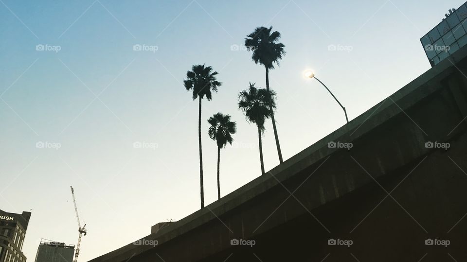 Palm Trees Bridge 