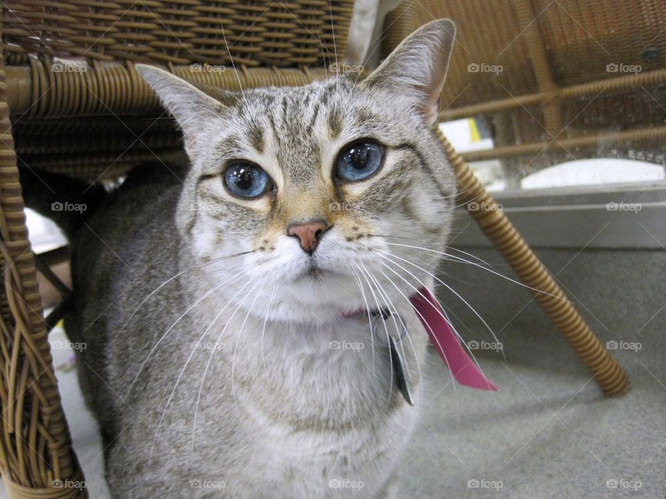 Blue Eyes. Tabby waiting for new. Home at shelter