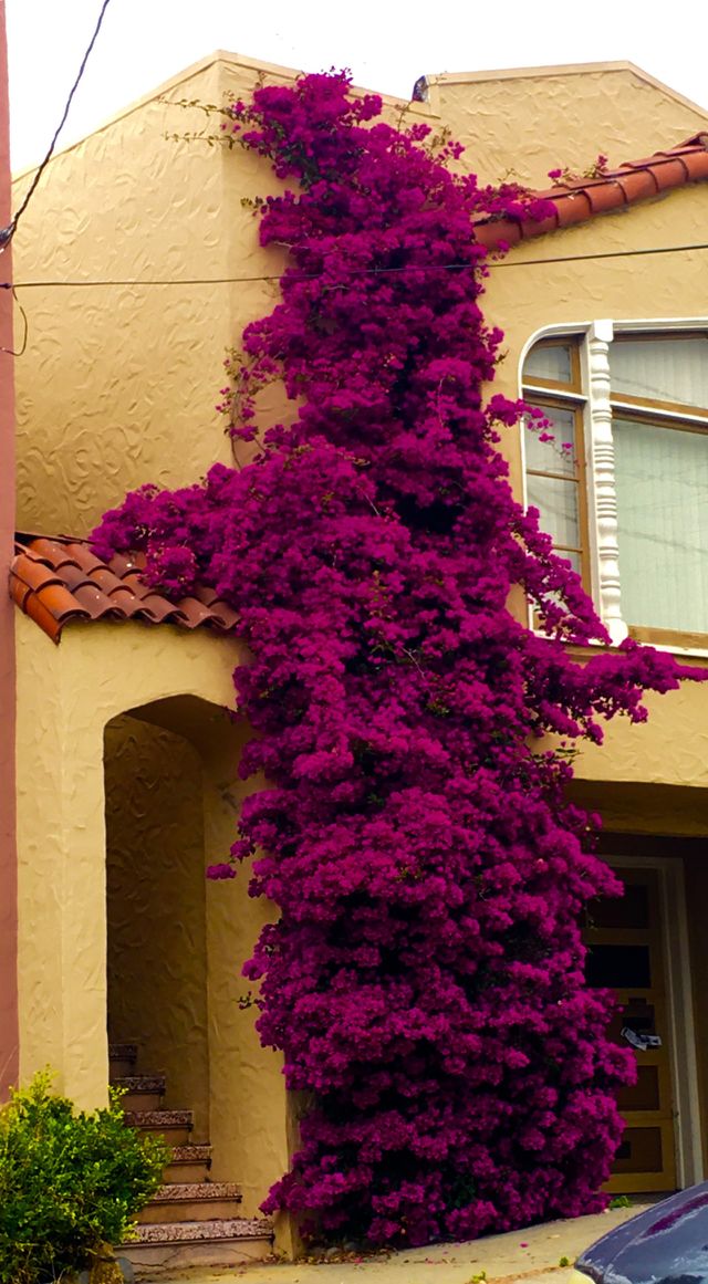 Flowers climbing house wall. 