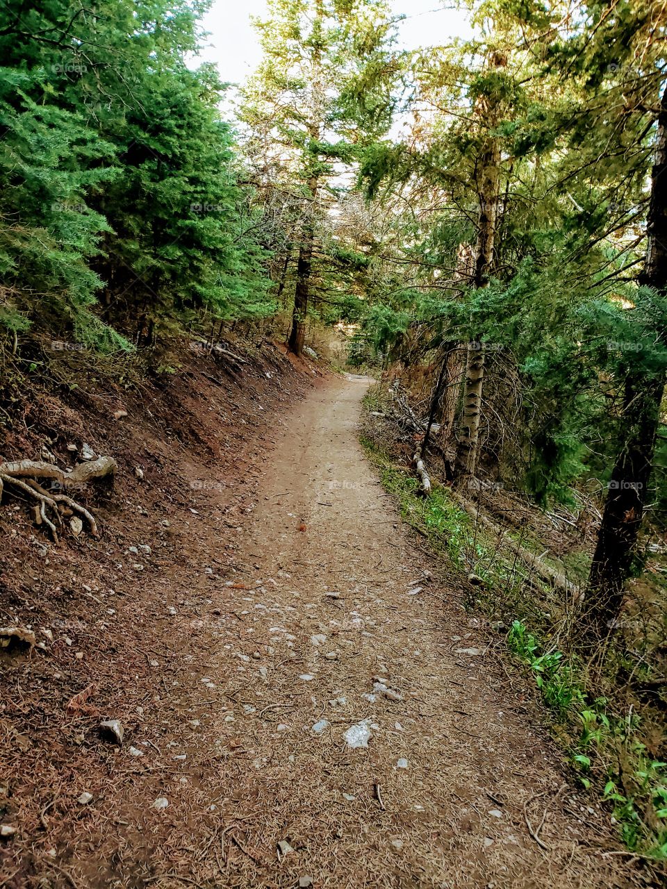 woods trail