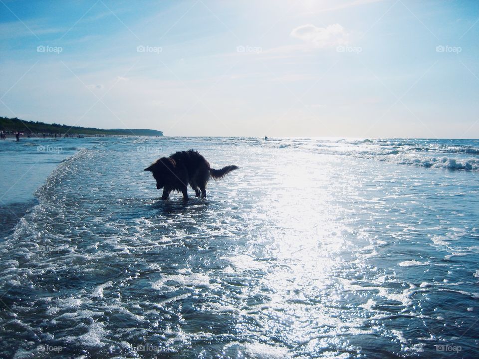 Dog playing in the sea looking for treasure. Will she find happiness in the first spring walk?