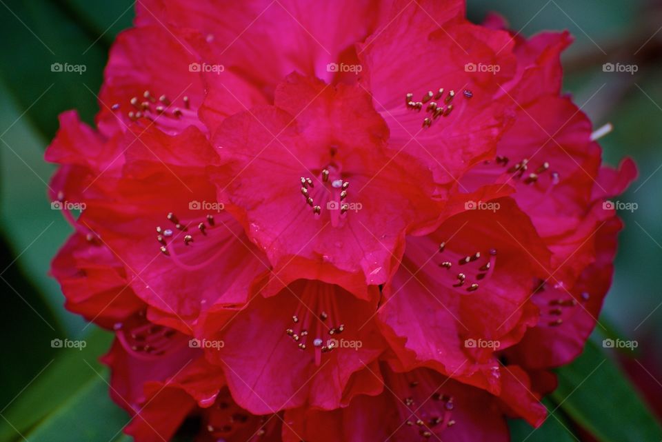 Red Rhododendrons