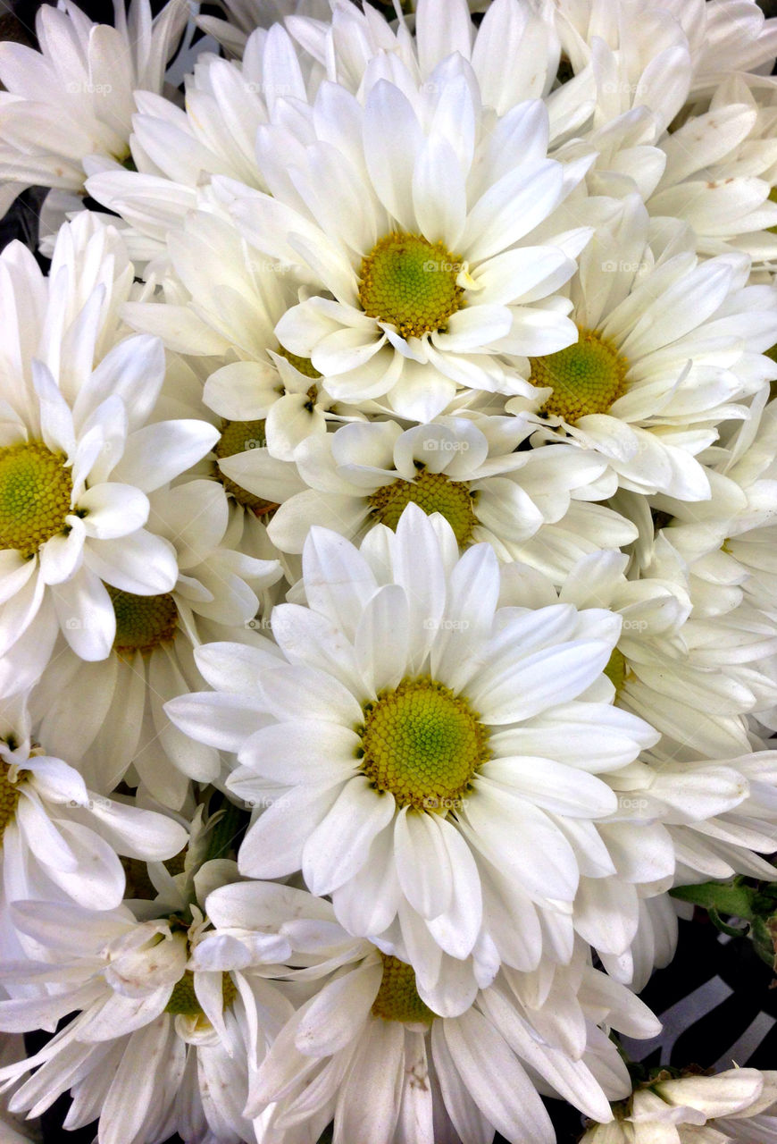 flowers flower white beautiful by toddthehandguy