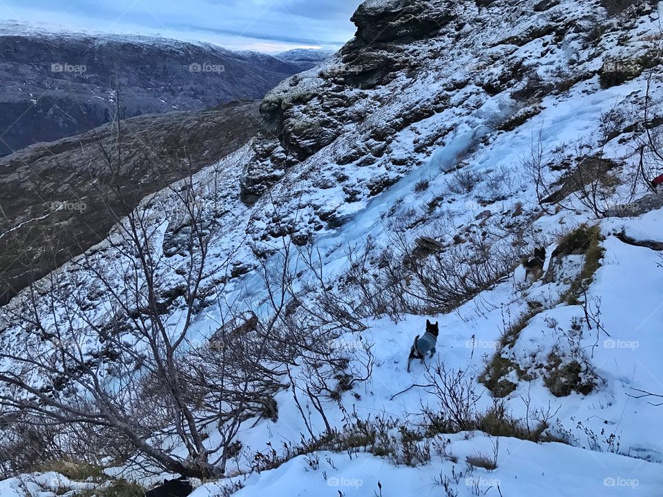 Chihuahua mount hiking in north Norway 