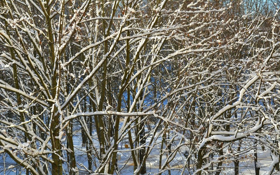 Winter, Nature, Tree, Branch, Frost