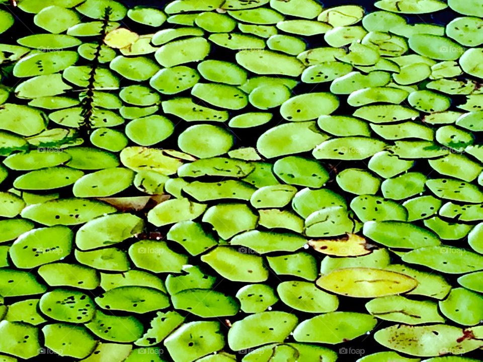 Lily pads 