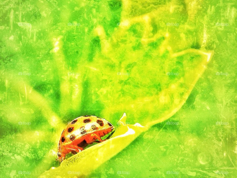 Ladybird