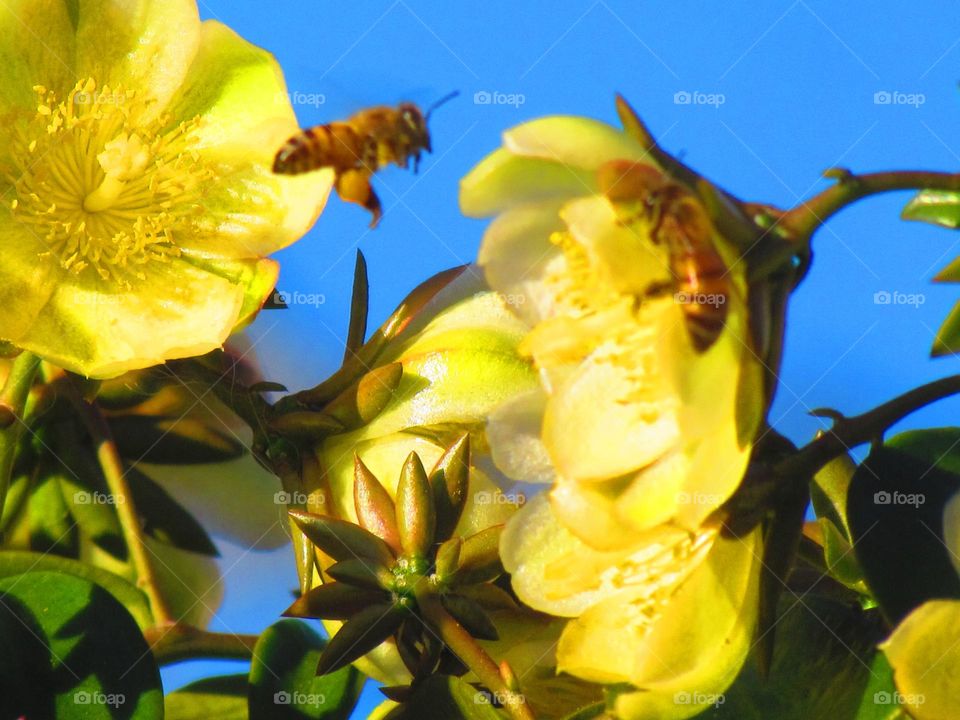 Bee