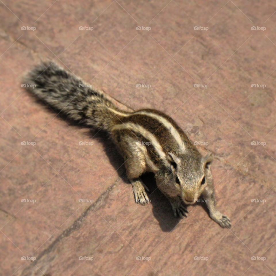 squirrel