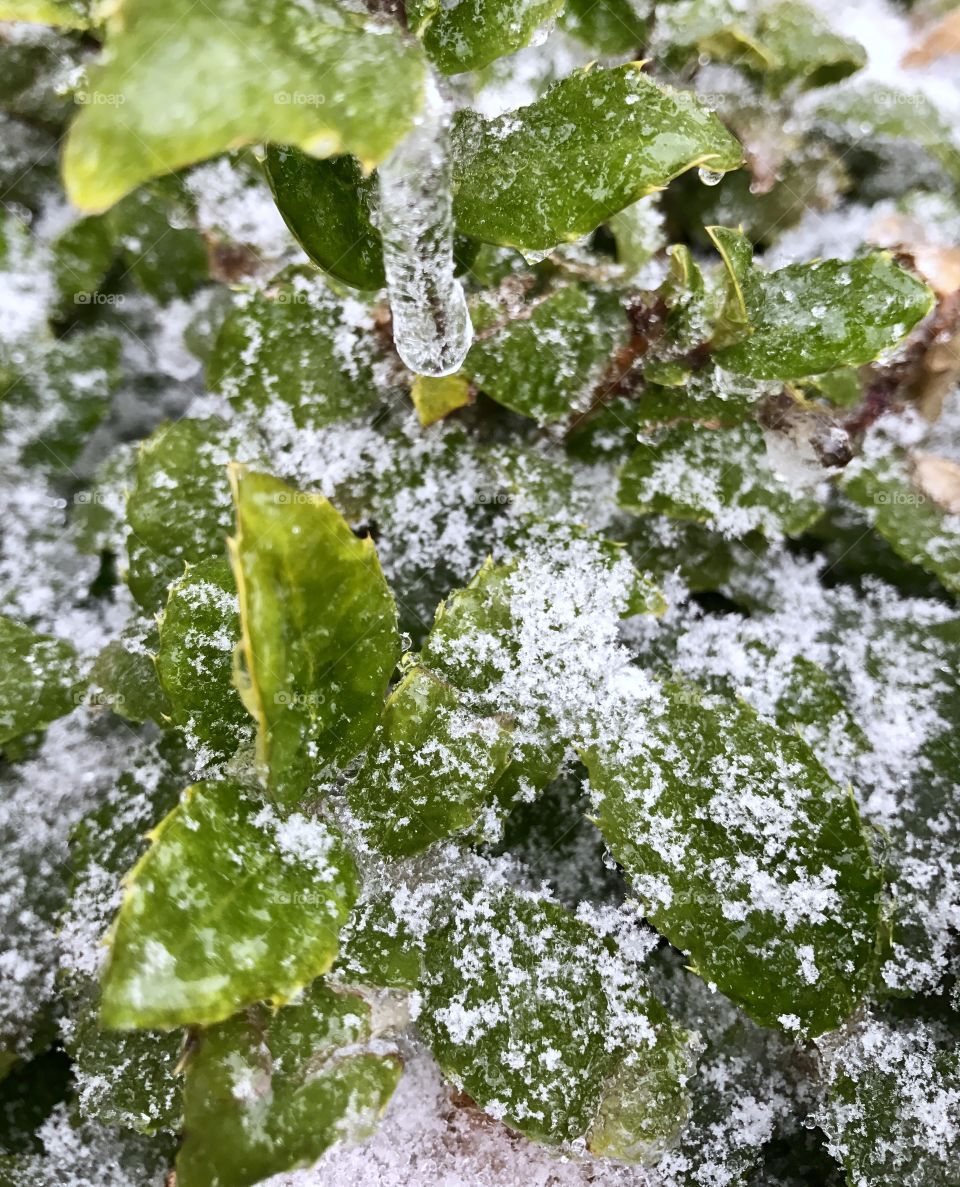 Icicle on Leaf