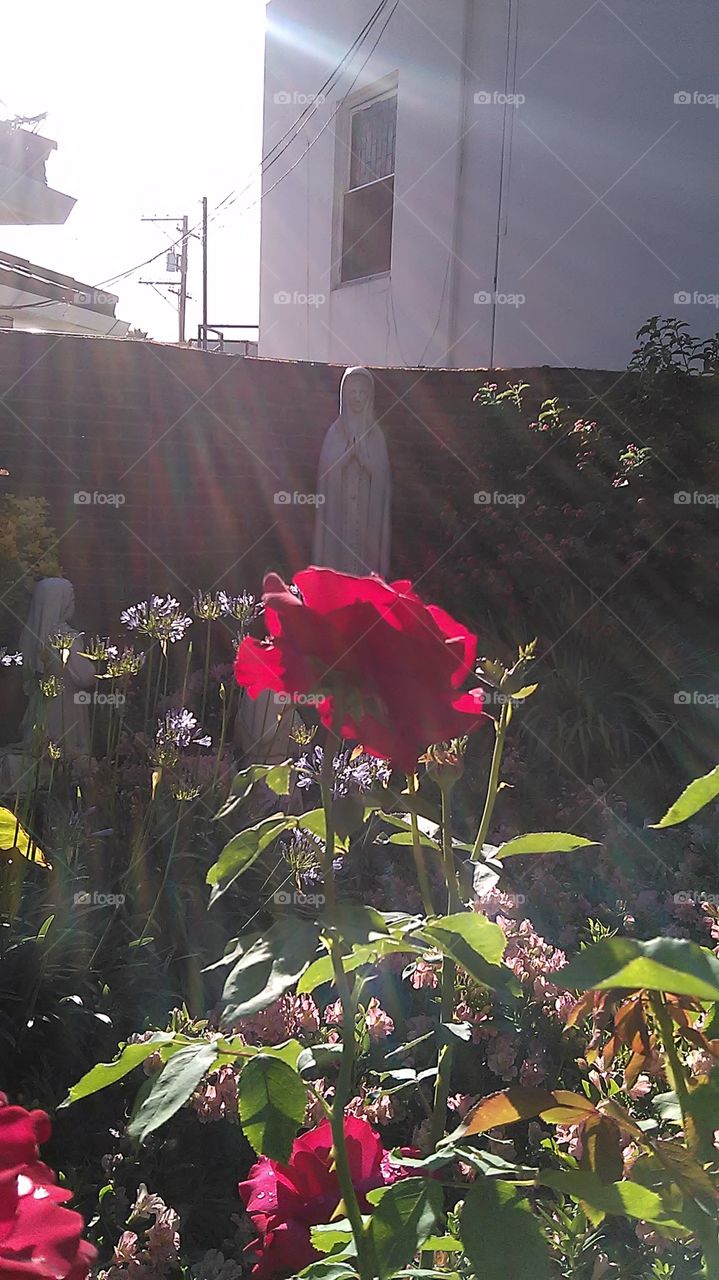 Rose Mary Garden. Walking in the neighborhood