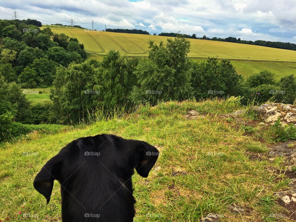 Dog looking at the view