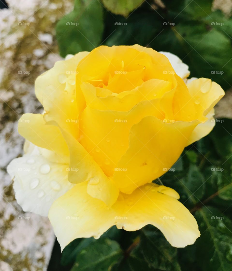 Yellow rose in my garden 