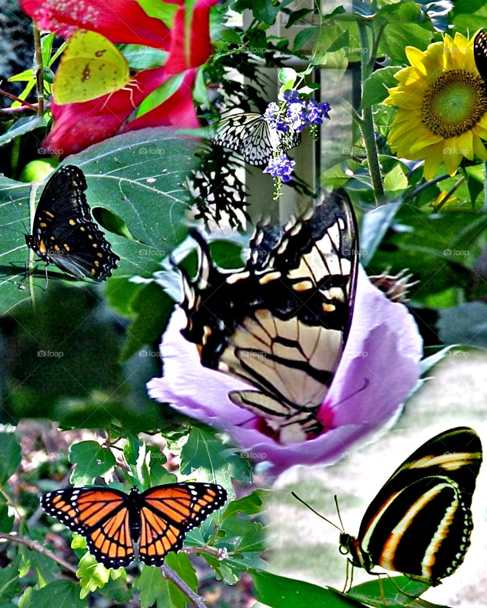 Butterfly collage