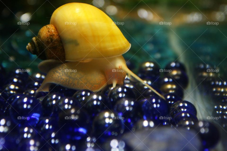 yellow aquatic apple snail slithering on blue marbles