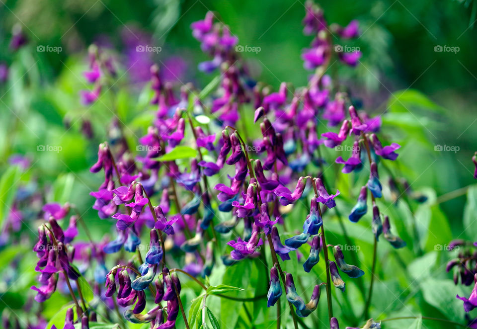 Closeup of purple flowers growing outdoors.