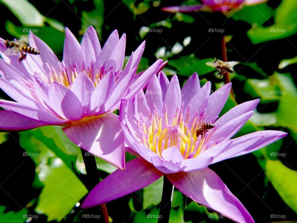 Lotus. Maldives 🇲🇻 