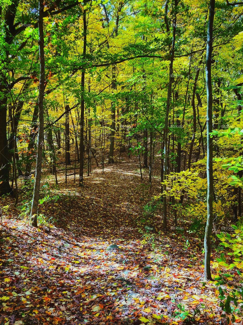 Forest in Autumn. Trees with brightly colored leaves in neon green and yellow divided by a small hiking path covered in leaves during the day