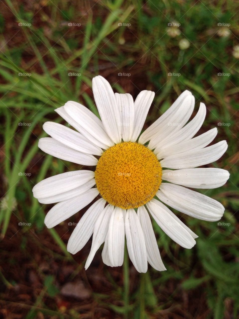 White daisy flower growing at outdoors