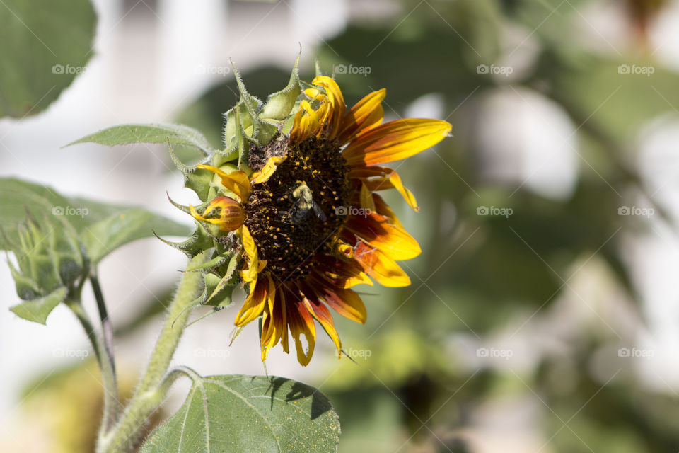 Bee on a sunflower