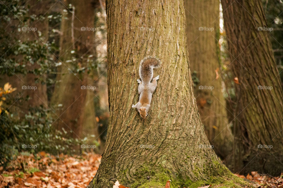 Scrat. Squirrel looking for his cache