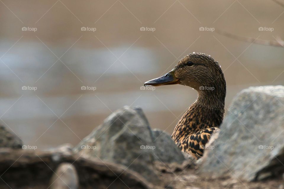 Mallarda duck