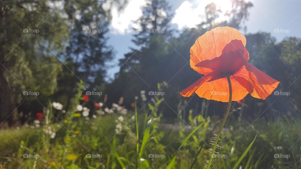 Poppy with sunlight