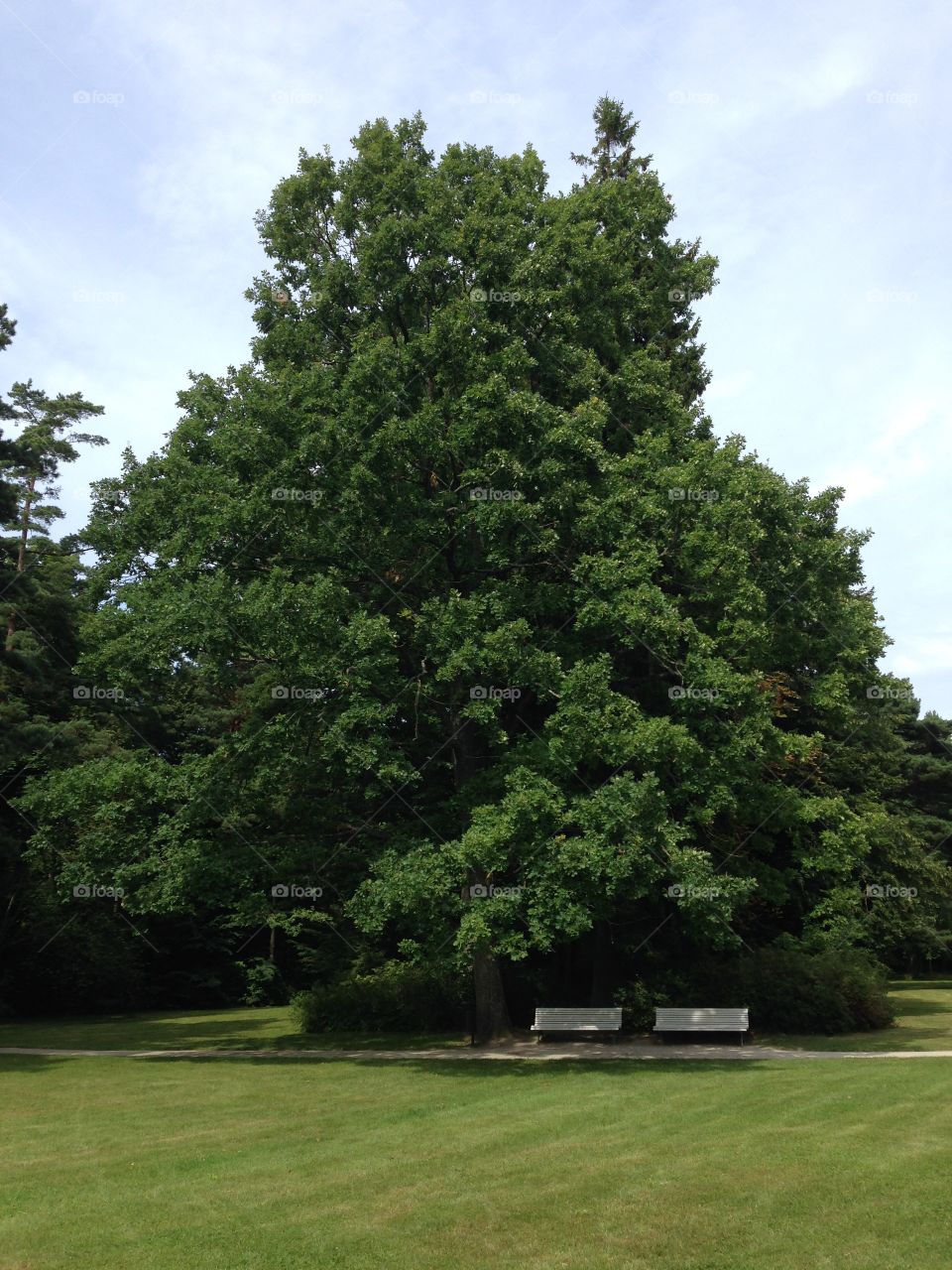 Two white banks under big tree in Palanga botanic garden