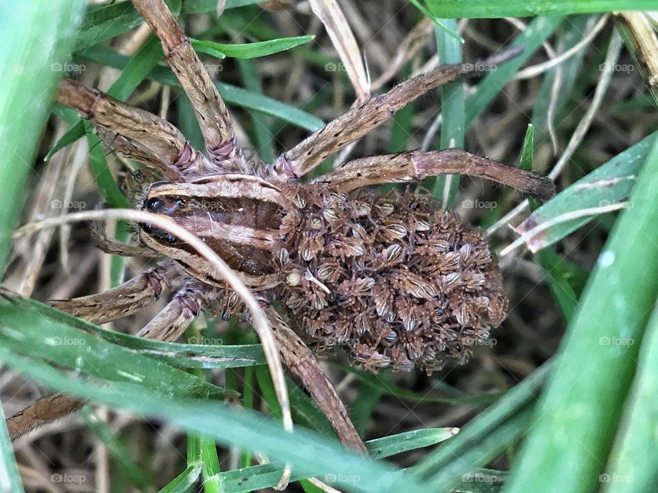 Wolf Spider with Babies