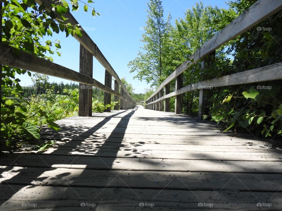 Mer Bleue bog trail