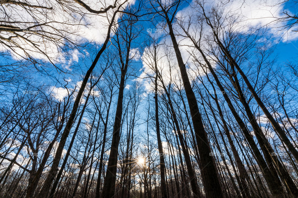 Tree, Wood, Nature, Landscape, Winter