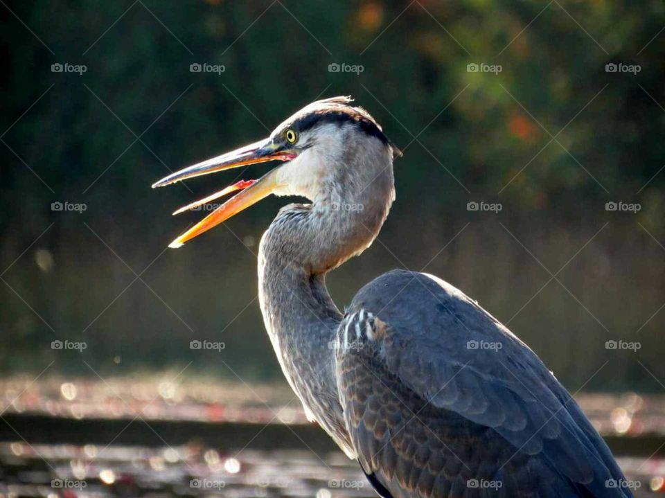 Great Blue Heron squaks