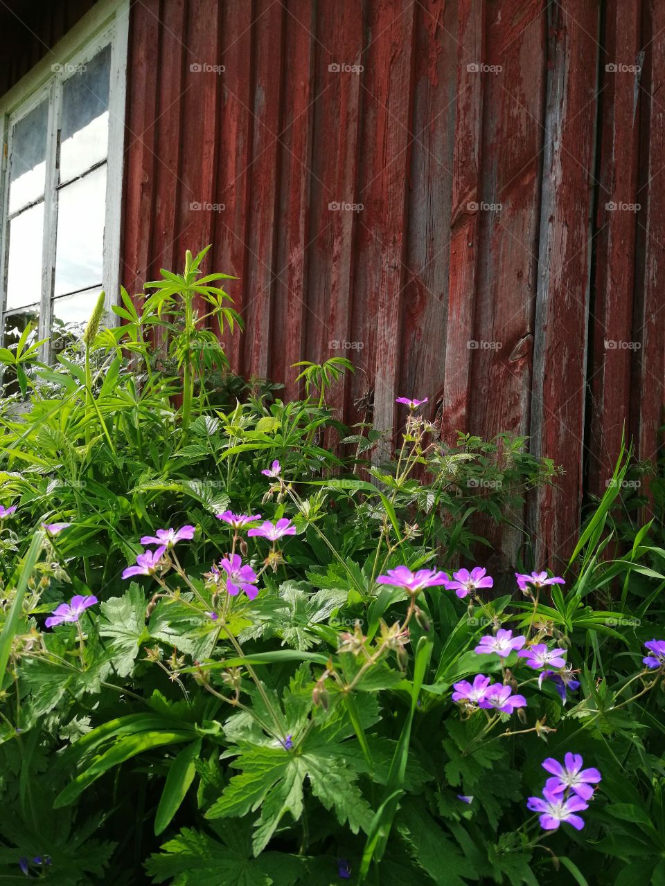 Summer in Norway ❤️