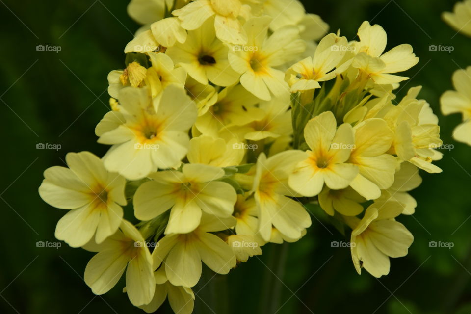 Forest cowslip