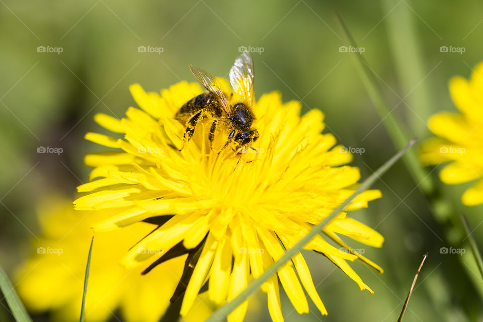 a close up macro portrait of a honey bee gathering pollen. the little insect is already covered in small pollen particles.