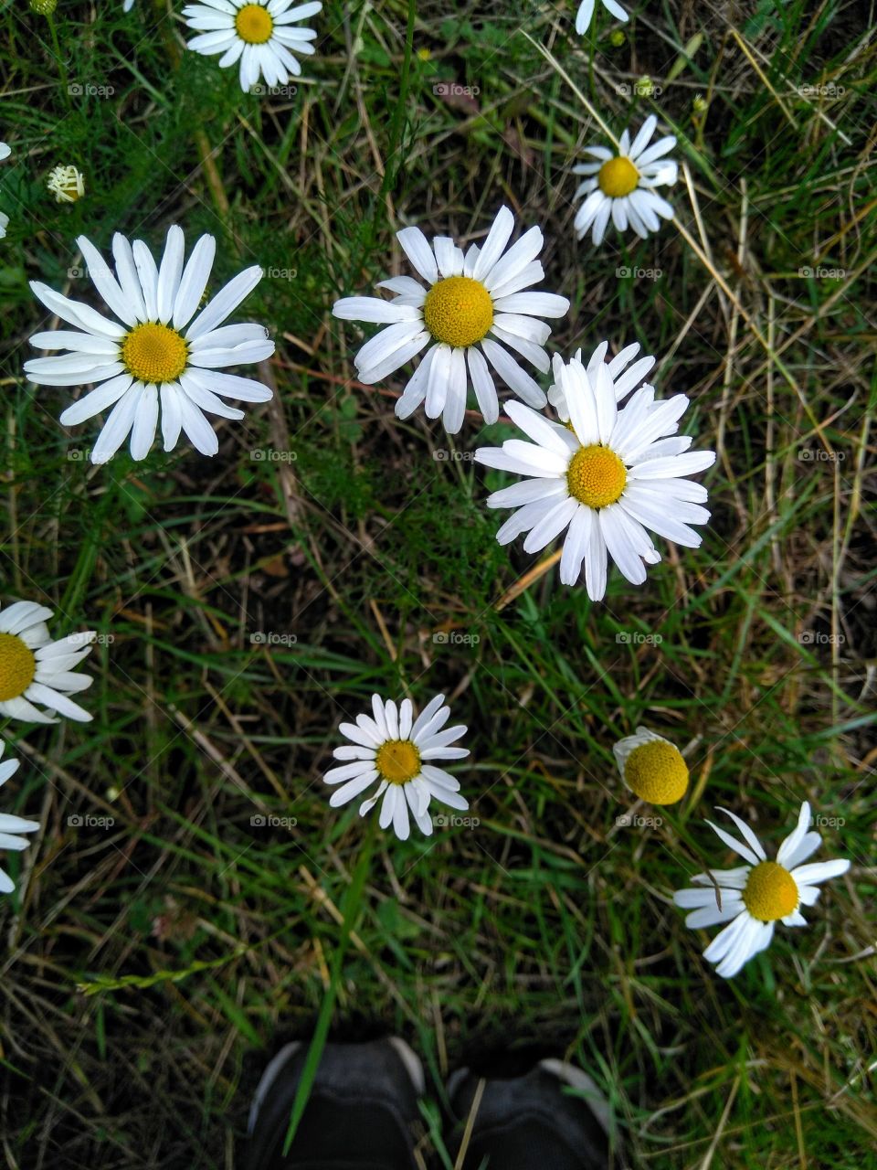 wild camomiles flowers in the grass summer time