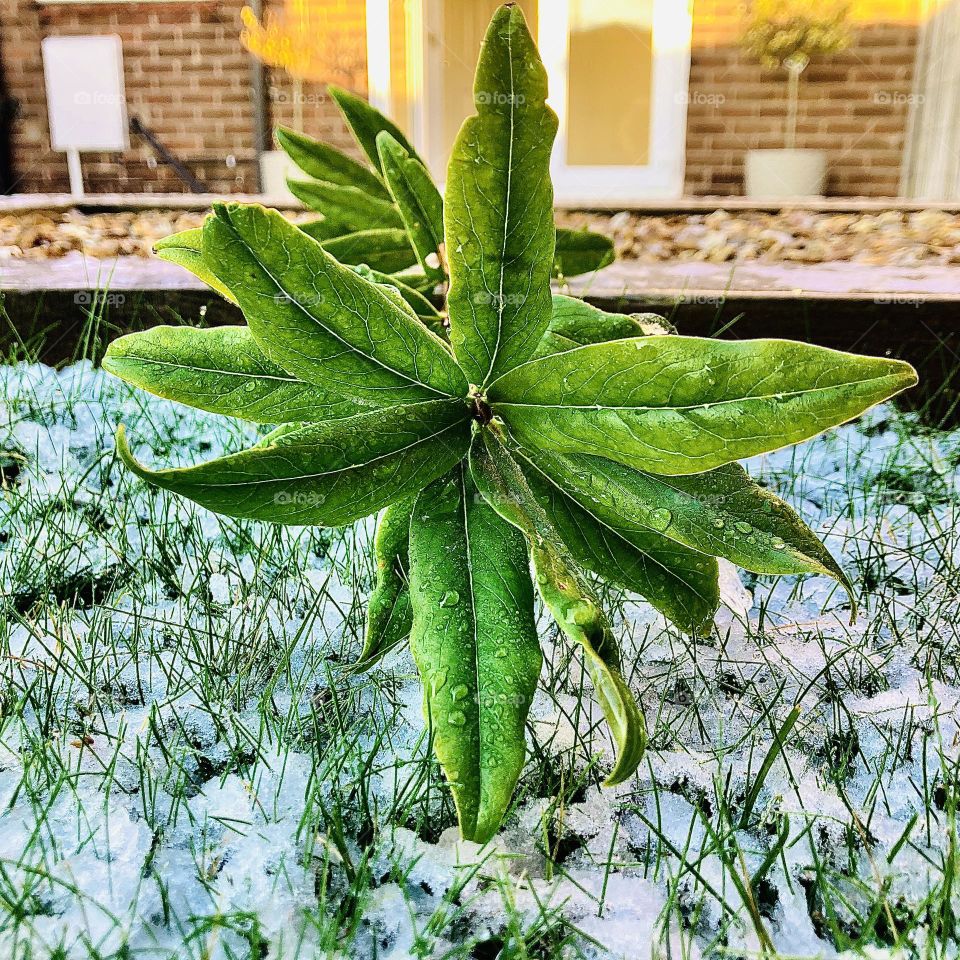 Snow and leaf