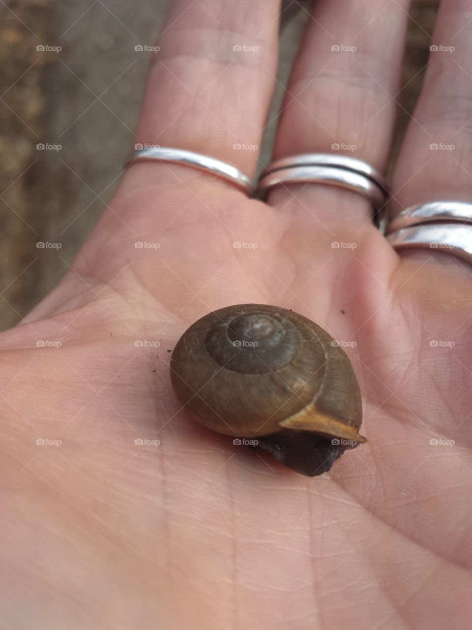 Seashell on palm of hand