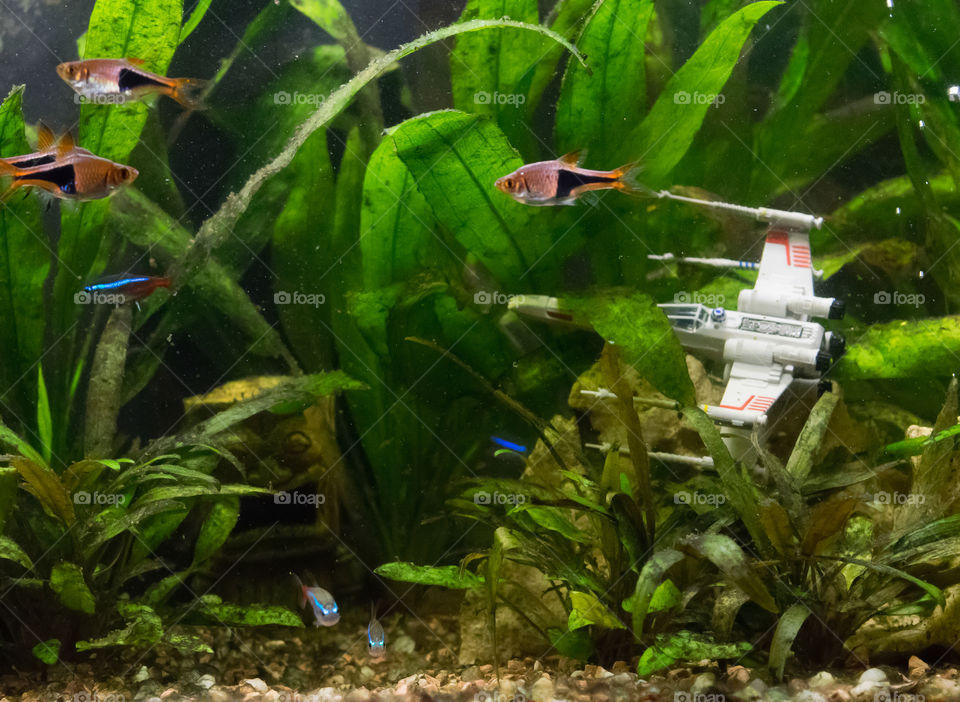 May the force be with your pets