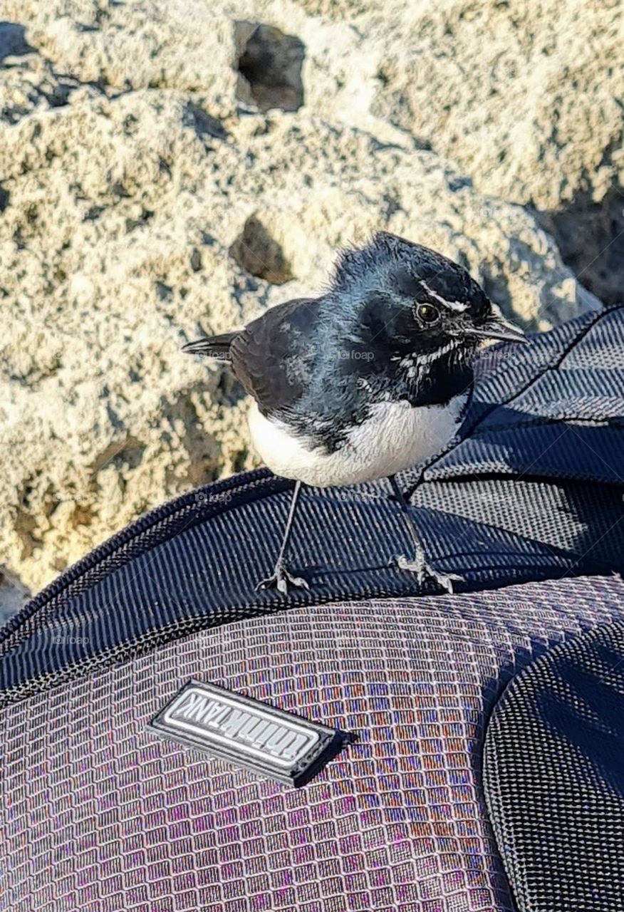 Willy Wagtail stopped bye to say hello!