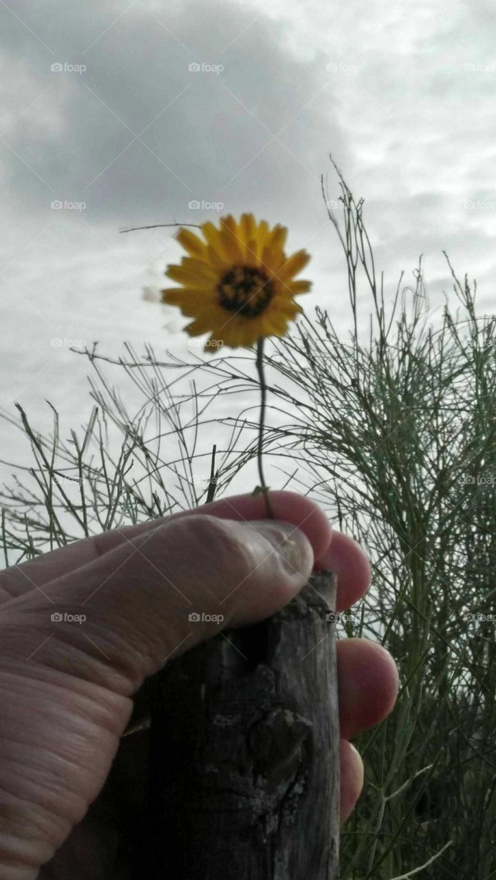 My hand holding a small yellow flower.