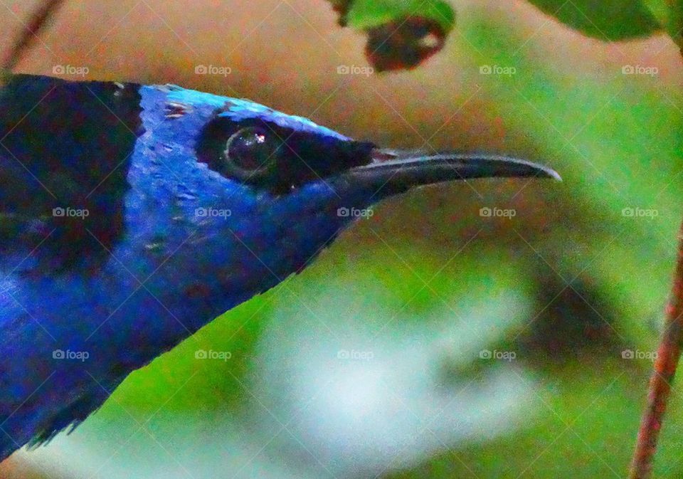 Exotic Blue Hummingbird

