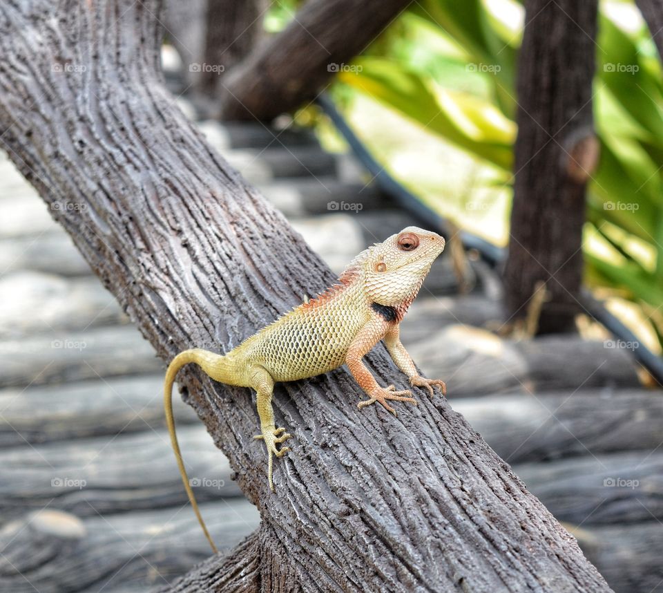Old World lizard in the garden.
Reptiles in action