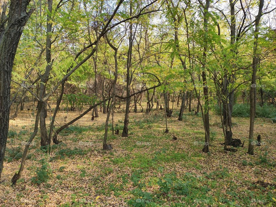 Forest in the autumn Titel hill Serbia