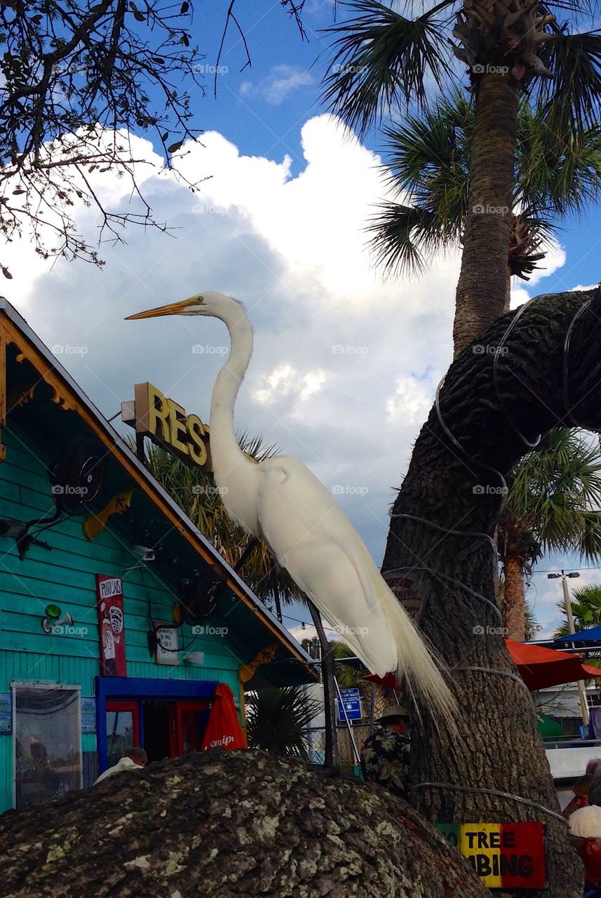 Great egret is a regular here. Florida