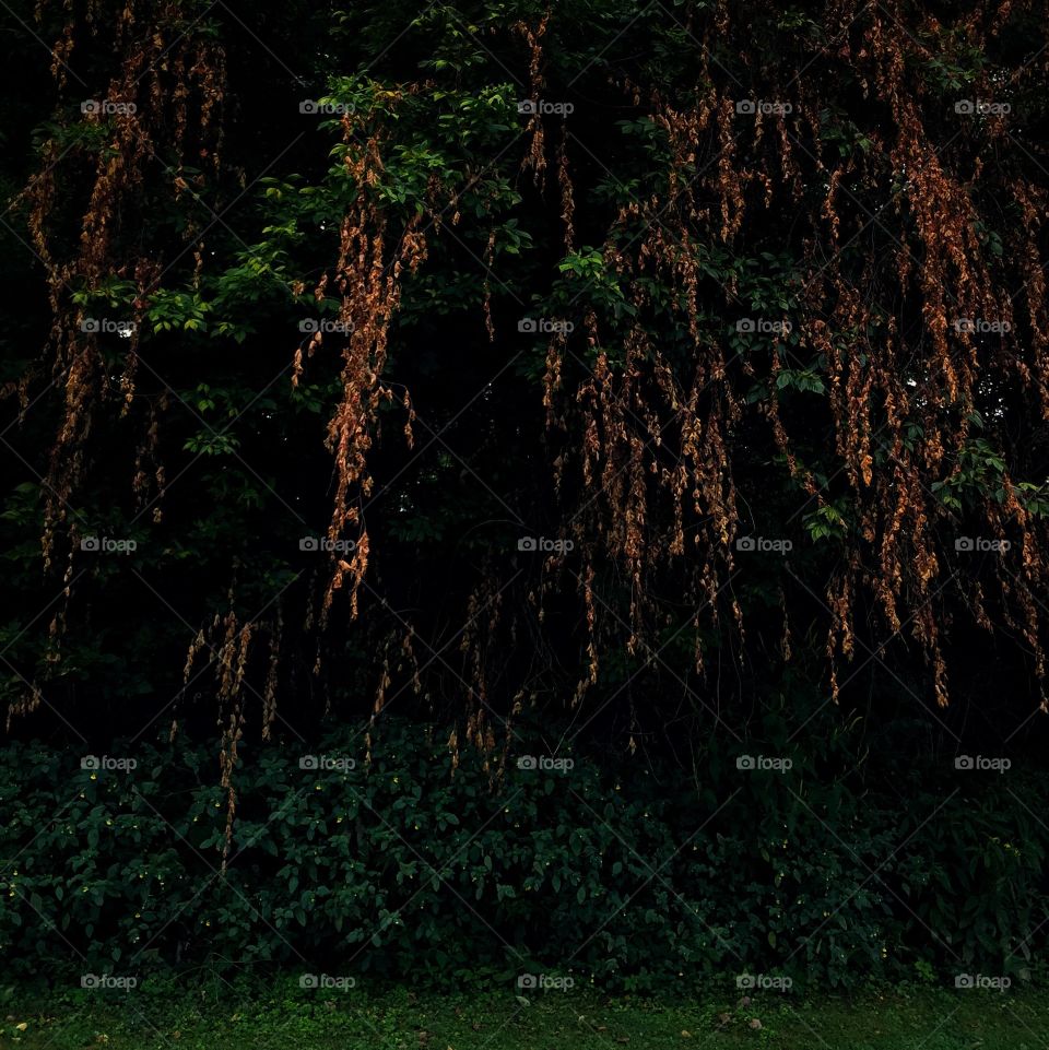 Forest scene in late summer
